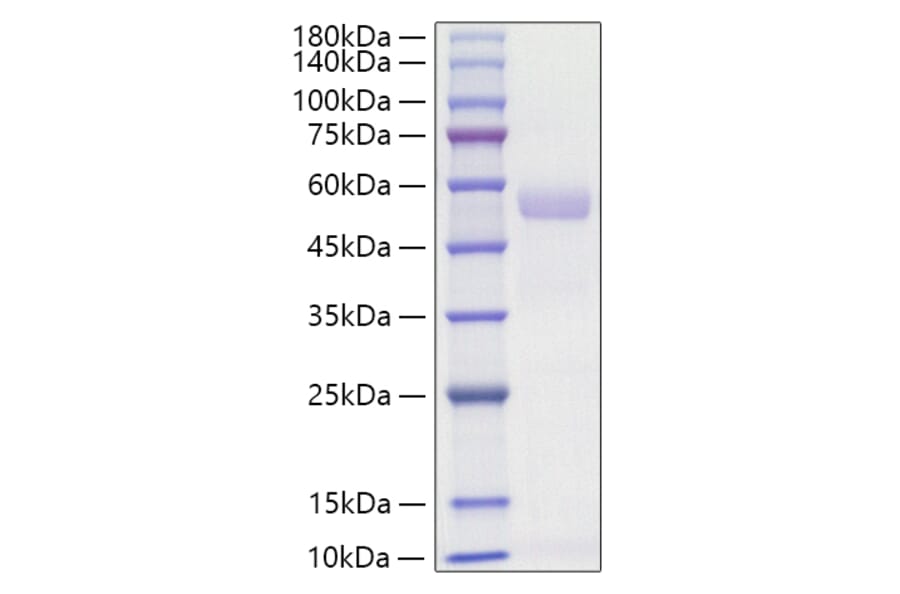 SDS-PAGE - Recombinant Mouse Osteopontin Protein (C-terminal His Tag) (A331781) - Antibodies.com