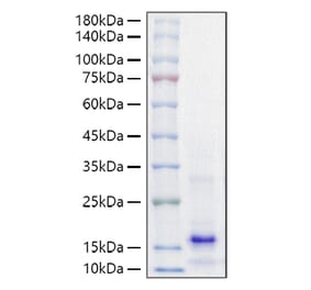 SDS-PAGE - Recombinant Mouse PTH Protein (A331785) - Antibodies.com