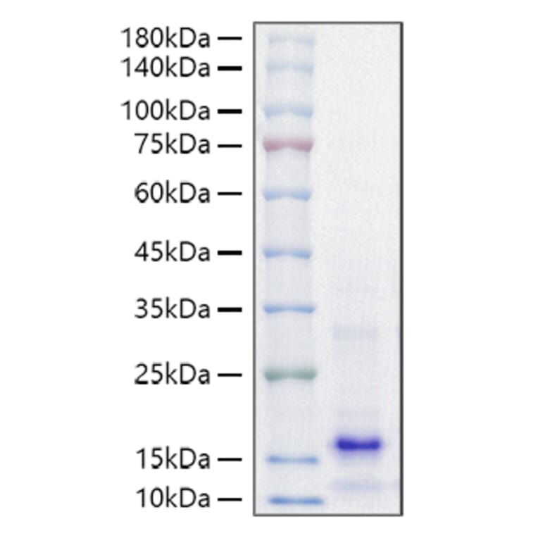 SDS-PAGE - Recombinant Mouse PTH Protein (A331785) - Antibodies.com