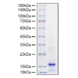 SDS-PAGE - Recombinant Mouse PTH Protein (A331785) - Antibodies.com