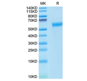 Tris-Bis PAGE - Recombinant Cynomolgus macaque PD1 Protein (C-terminal Human Fc Tag) (A331786) - Antibodies.com