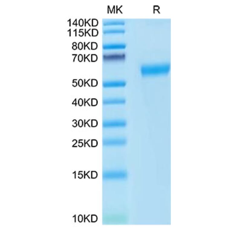 Tris-Bis PAGE - Recombinant Cynomolgus macaque PD1 Protein (C-terminal Human Fc Tag) (A331786) - Antibodies.com