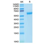 Tris-Bis PAGE - Recombinant Cynomolgus macaque PD1 Protein (C-terminal Human Fc Tag) (A331786) - Antibodies.com