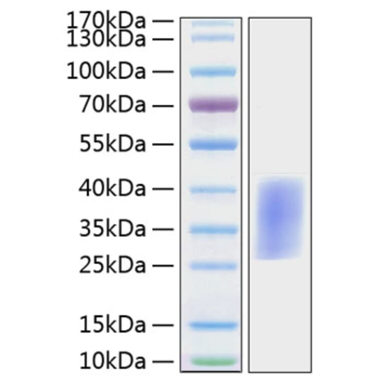 SDS-PAGE - Recombinant Mouse PD1 Protein (C-terminal His Tag) (A331788) - Antibodies.com