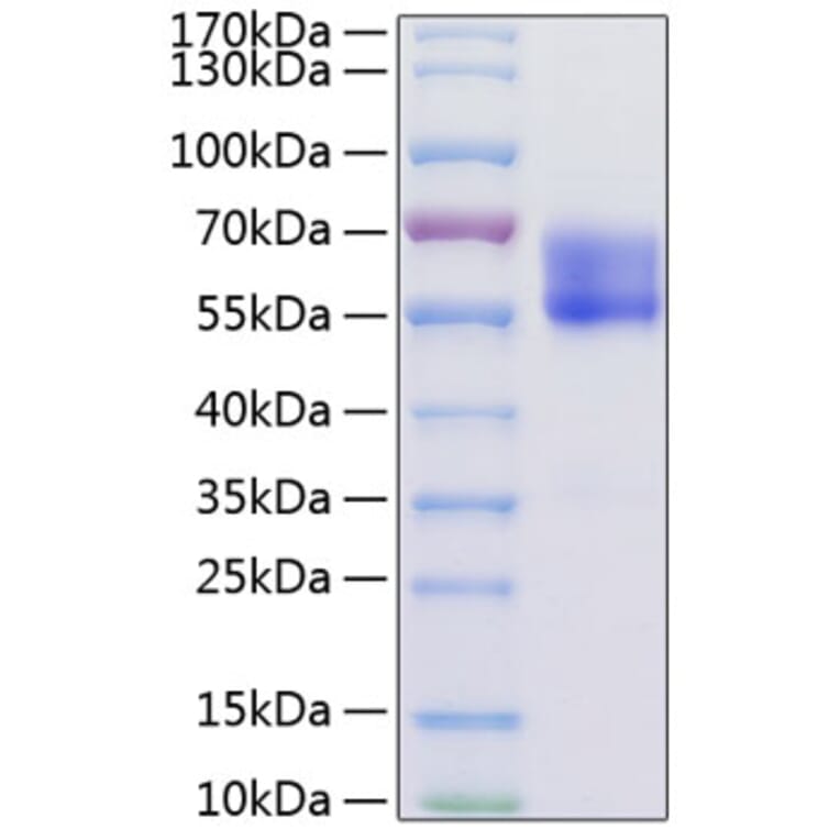 SDS-PAGE - Recombinant Mouse PD1 Protein (C-terminal Human Fc Tag) (A331789) - Antibodies.com