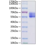SDS-PAGE - Recombinant Mouse PD1 Protein (C-terminal Human Fc Tag) (A331789) - Antibodies.com