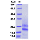 SDS-PAGE - Recombinant Mouse PDGF AA Protein (N-terminal His Tag) (A331790) - Antibodies.com