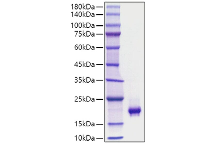 SDS-PAGE - Recombinant Mouse PDGF-BB Protein (C-terminal His Tag) (A331791) - Antibodies.com
