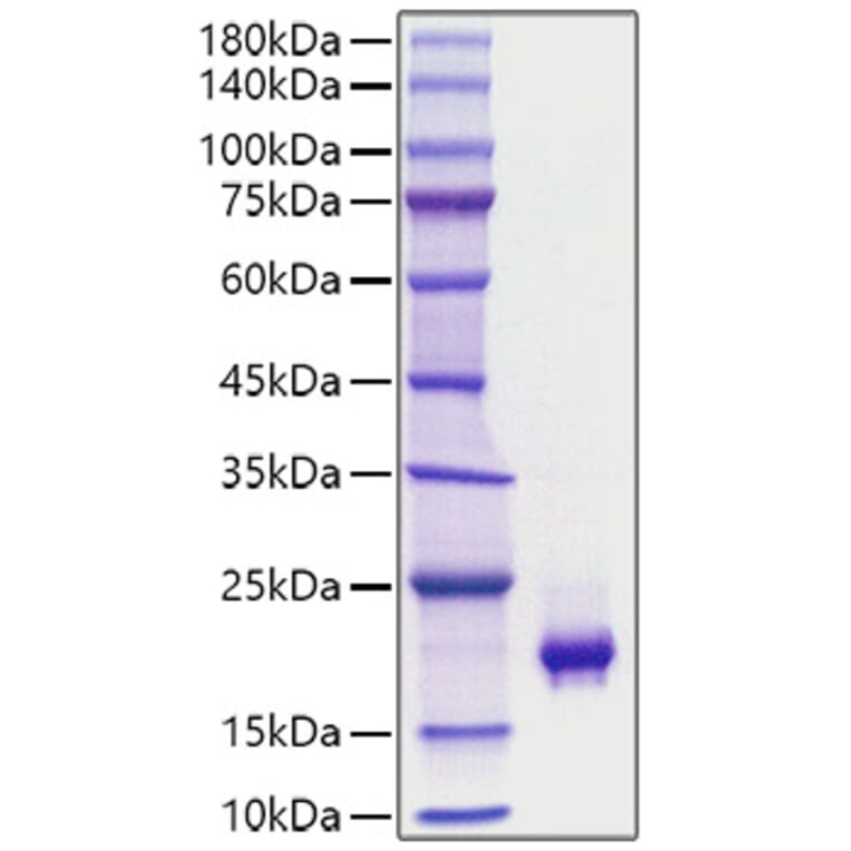SDS-PAGE - Recombinant Mouse PDGF-BB Protein (C-terminal His Tag) (A331791) - Antibodies.com