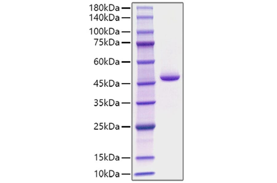 SDS-PAGE - Recombinant Human PGA4 Protein (C-terminal His Tag) (A331793) - Antibodies.com
