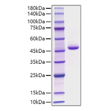 SDS-PAGE - Recombinant Human PGA4 Protein (C-terminal His Tag) (A331793) - Antibodies.com
