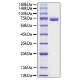 SDS-PAGE - Recombinant Mouse Periostin Protein (C-terminal His Tag) (A331794) - Antibodies.com