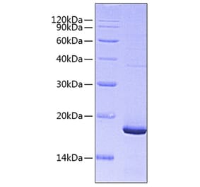 SDS-PAGE - Recombinant Mouse PTN Protein (C-terminal His Tag) (A331798) - Antibodies.com