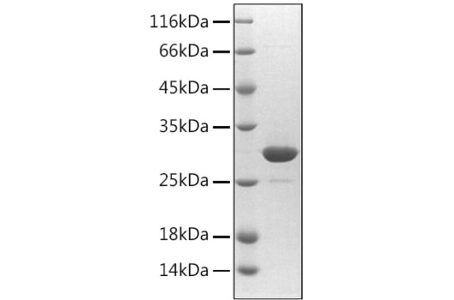 SDS-PAGE - Recombinant Mouse PTGDS Protein (C-terminal His Tag) (A331802) - Antibodies.com