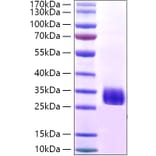 SDS-PAGE - Recombinant Staphylococcus aureus Protein A Protein (A331803) - Antibodies.com