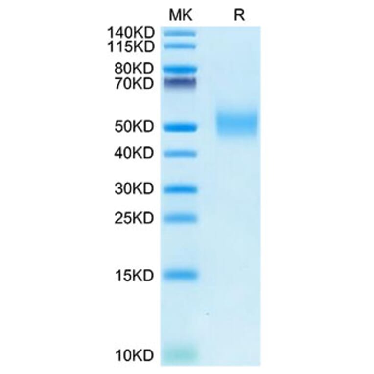 Tris-Bis PAGE - Recombinant Rhesus macaque PVR Protein (C-terminal His Tag) (A331807) - Antibodies.com