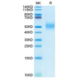 Tris-Bis PAGE - Recombinant Rhesus macaque PVR Protein (C-terminal His Tag) (A331807) - Antibodies.com
