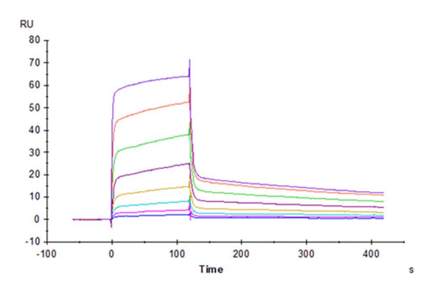 SPR Assay - Recombinant Rhesus macaque PVR Protein (C-terminal His Tag) (A331807) - Antibodies.com