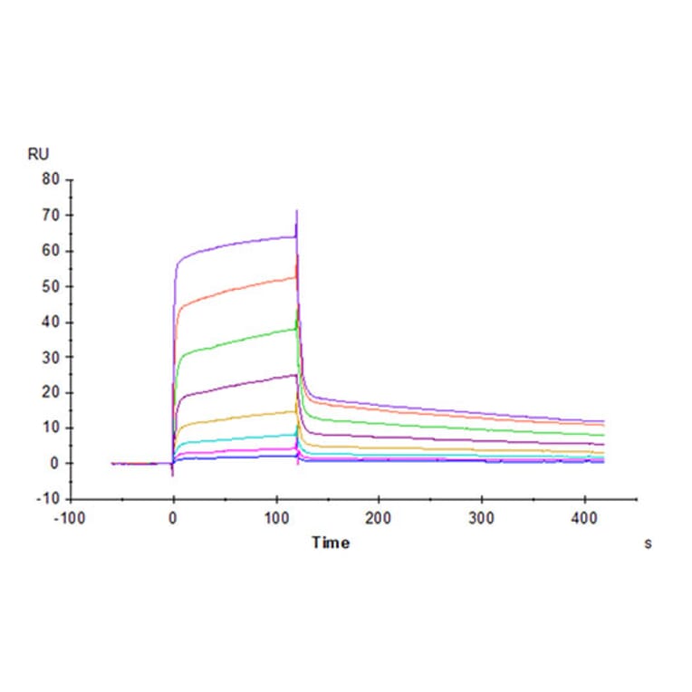 SPR Assay - Recombinant Rhesus macaque PVR Protein (C-terminal His Tag) (A331807) - Antibodies.com