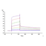 SPR Assay - Recombinant Rhesus macaque PVR Protein (C-terminal His Tag) (A331807) - Antibodies.com