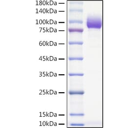 SDS-PAGE - Recombinant Mouse PVR Protein (C-terminal Human Fc and Avi Tag) (A331808) - Antibodies.com