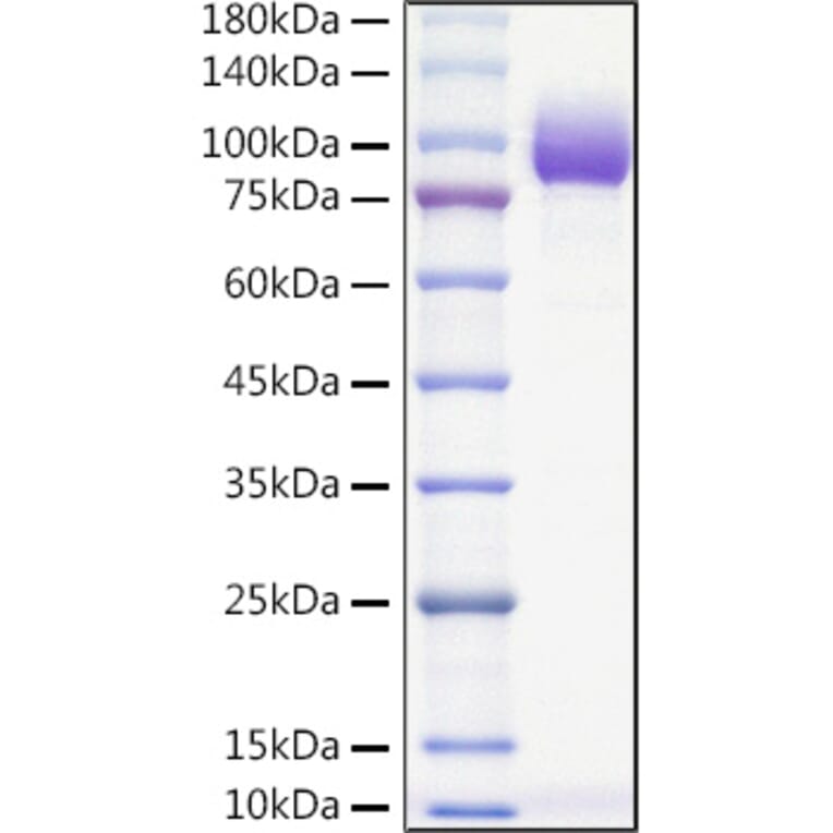 SDS-PAGE - Recombinant Mouse PVR Protein (C-terminal Human Fc and Avi Tag) (A331808) - Antibodies.com