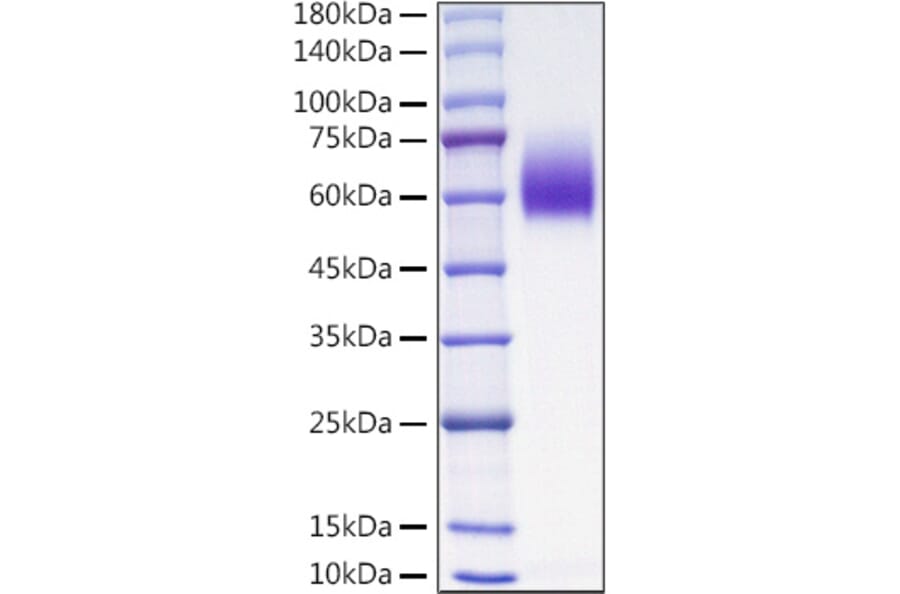 SDS-PAGE - Recombinant Mouse PVR Protein (C-terminal His Tag) (A331809) - Antibodies.com