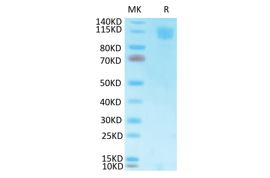 Tris-Bis PAGE - Recombinant SARS-CoV Spike RBD Protein (C-terminal His and Avi Tag) (A331817) - Antibodies.com
