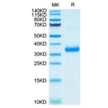 Tris-Bis PAGE - Recombinant SARS-CoV-2 Spike RBD Protein (C-terminal His Tag) (A331832) - Antibodies.com