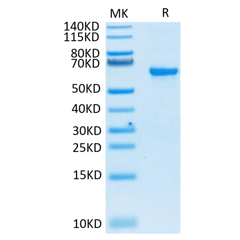 Tris-Bis PAGE - Recombinant SARS-CoV-2 Spike RBD Protein (C-terminal Human Fc and Avi Tag) (A331834) - Antibodies.com