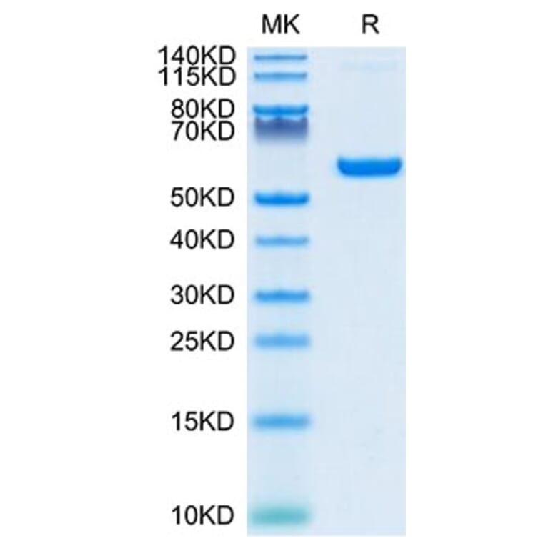Tris-Bis PAGE - Recombinant SARS-CoV-2 Spike RBD Protein (C-terminal Human Fc Tag) (A331835) - Antibodies.com
