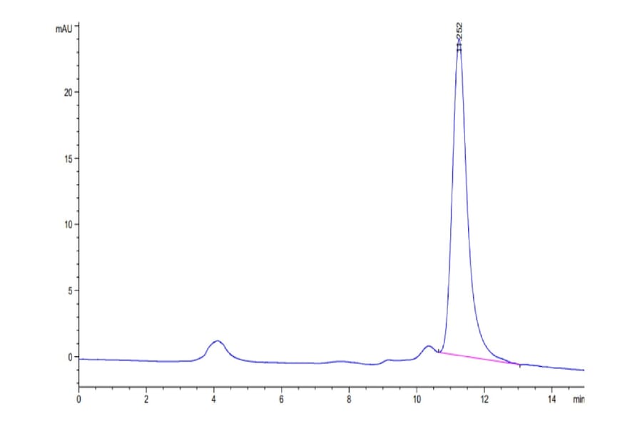 SEC-HPLC - Recombinant SARS-CoV-2 Spike RBD Protein (C-terminal His Tag) (A331836) - Antibodies.com