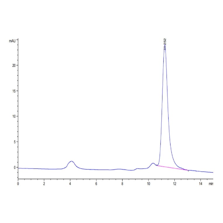 SEC-HPLC - Recombinant SARS-CoV-2 Spike RBD Protein (C-terminal His Tag) (A331836) - Antibodies.com