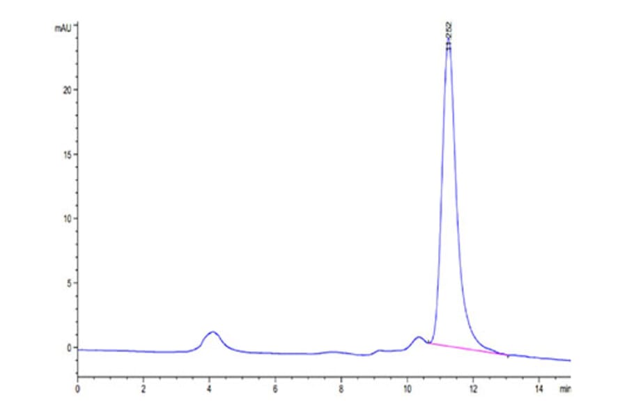 SEC-HPLC - Recombinant SARS-CoV-2 Spike RBD Protein (C-terminal His Tag) (A331836) - Antibodies.com