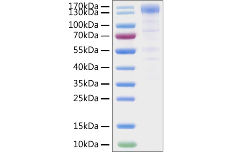 SDS-PAGE - Recombinant SARS-CoV-2 Spike RBD Protein (C-terminal Human Fc Tag) (A331837) - Antibodies.com