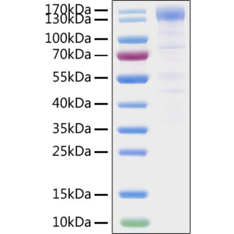 SDS-PAGE - Recombinant SARS-CoV-2 Spike RBD Protein (C-terminal Human Fc Tag) (A331837) - Antibodies.com