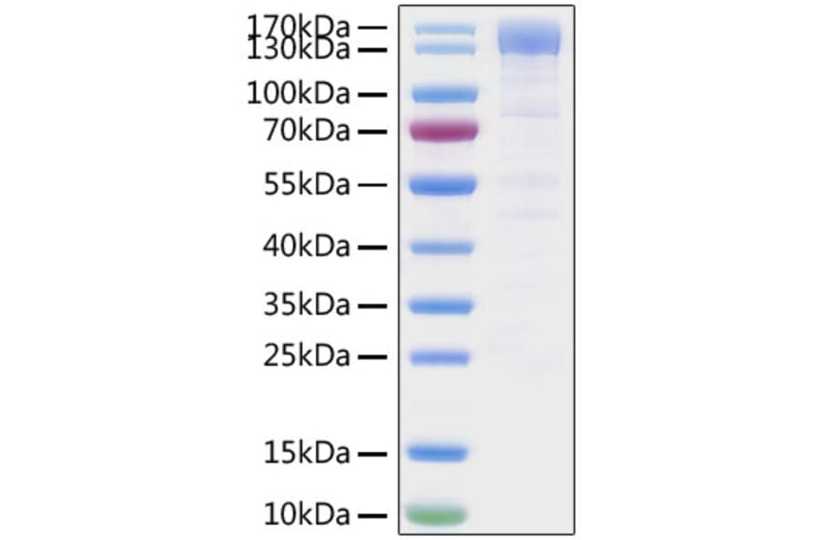 SDS-PAGE - Recombinant SARS-CoV-2 Spike RBD Protein (C-terminal Mouse Fc Tag) (A331838) - Antibodies.com