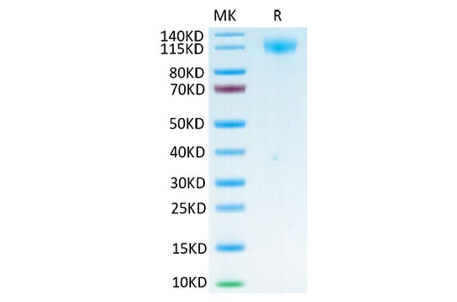 Tris-Bis PAGE - Recombinant SARS-CoV-2 Spike RBD Protein (C-terminal His and Avi Tag) (A331840) - Antibodies.com