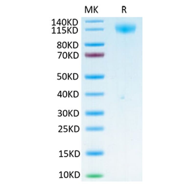 Tris-Bis PAGE - Recombinant SARS-CoV-2 Spike RBD Protein (C-terminal His and Avi Tag) (A331840) - Antibodies.com