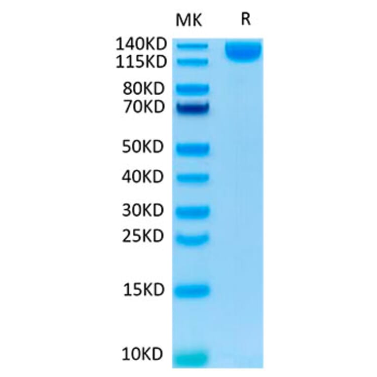 Tris-Bis PAGE - Recombinant SARS-CoV-2 Spike RBD Protein (C-terminal Human Fc and Avi Tag) (A331841) - Antibodies.com