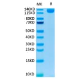 Tris-Bis PAGE - Recombinant SARS-CoV-2 Spike RBD Protein (C-terminal Human Fc and Avi Tag) (A331841) - Antibodies.com