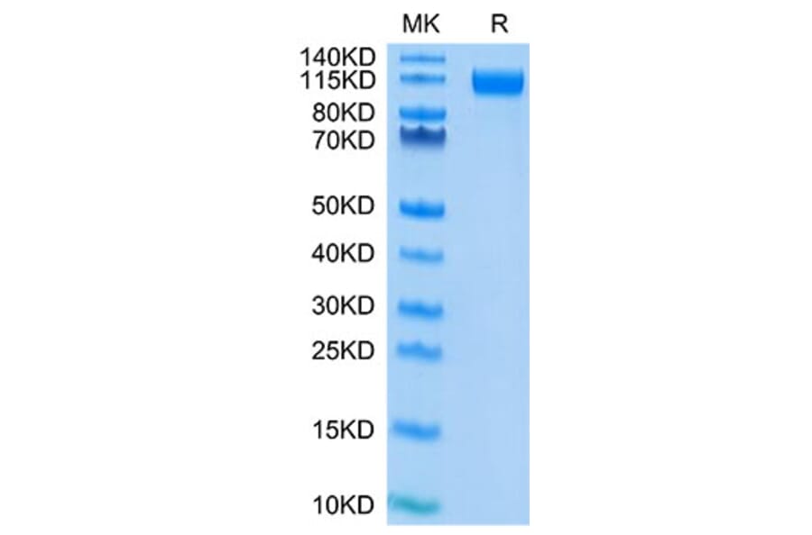 Tris-Bis PAGE - Recombinant SARS-CoV-2 Spike RBD Protein (C-terminal His and Avi Tag) (A331842) - Antibodies.com