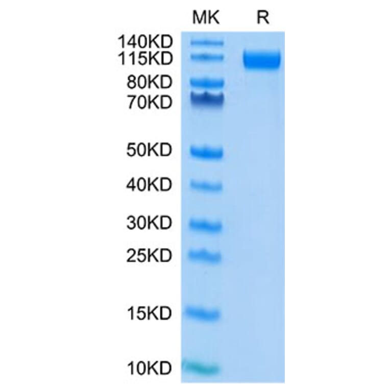 Tris-Bis PAGE - Recombinant SARS-CoV-2 Spike RBD Protein (C-terminal His and Avi Tag) (A331842) - Antibodies.com