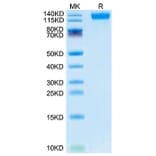 Tris-Bis PAGE - Recombinant SARS-CoV-2 Spike RBD Protein (C-terminal His Tag) (A331843) - Antibodies.com