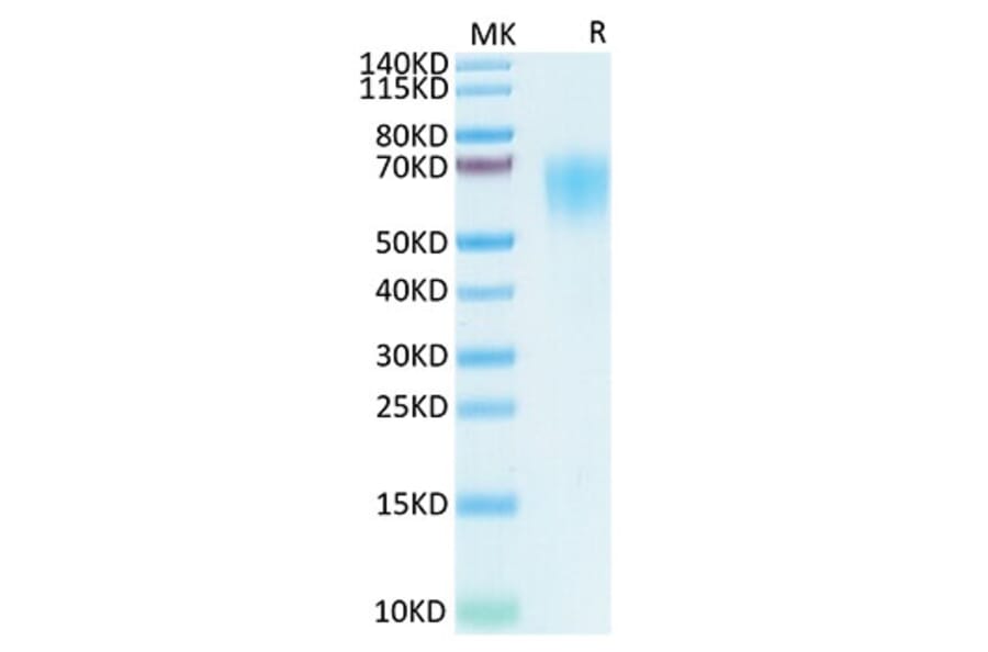 Tris-Bis PAGE - Recombinant SARS-CoV-2 Spike RBD Protein (C-terminal His and Flag Tag) (A331846) - Antibodies.com