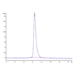 SEC-HPLC - Recombinant SARS-CoV-2 Spike RBD Protein (C-terminal His and Flag Tag) (A331846) - Antibodies.com