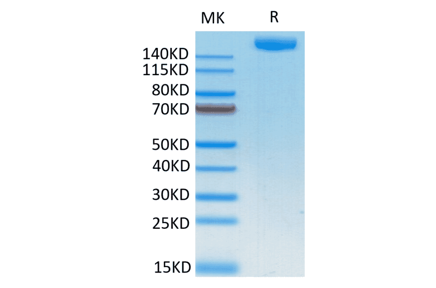 Tris-Bis PAGE - Recombinant SARS-CoV-2 Spike RBD Protein (C-terminal Human Fc Tag) (A331848) - Antibodies.com