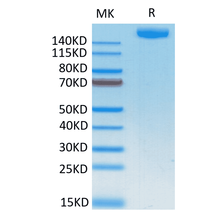 Tris-Bis PAGE - Recombinant SARS-CoV-2 Spike RBD Protein (C-terminal Human Fc Tag) (A331848) - Antibodies.com