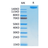 Tris-Bis PAGE - Recombinant SARS-CoV-2 Spike RBD Protein (C-terminal Human Fc Tag) (A331848) - Antibodies.com