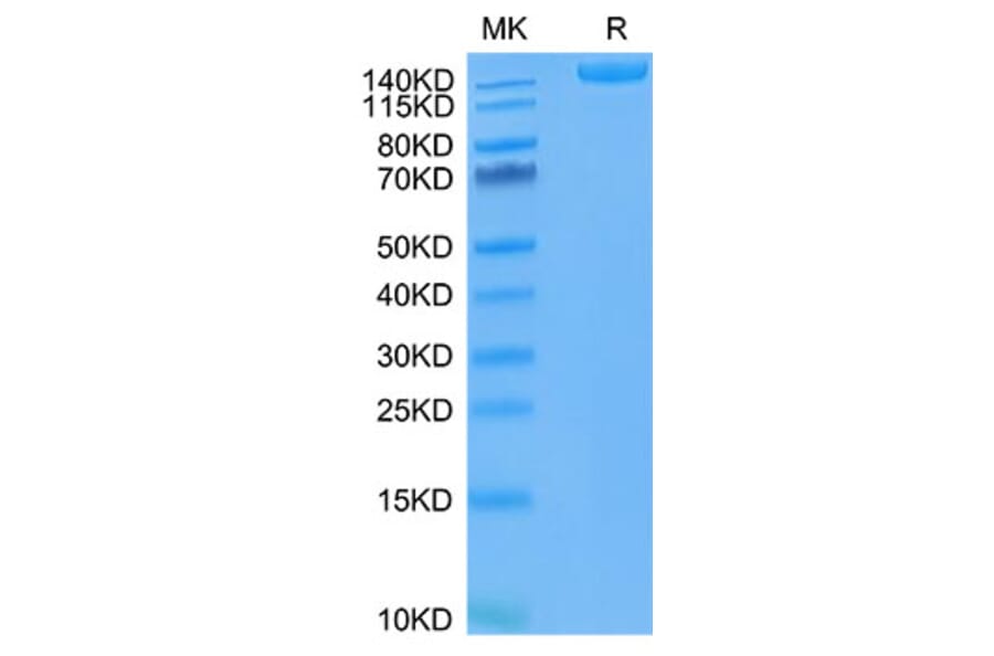 Tris-Bis PAGE - Recombinant SARS-CoV-2 Spike RBD Protein (C-terminal His and Avi Tag) (A331849) - Antibodies.com
